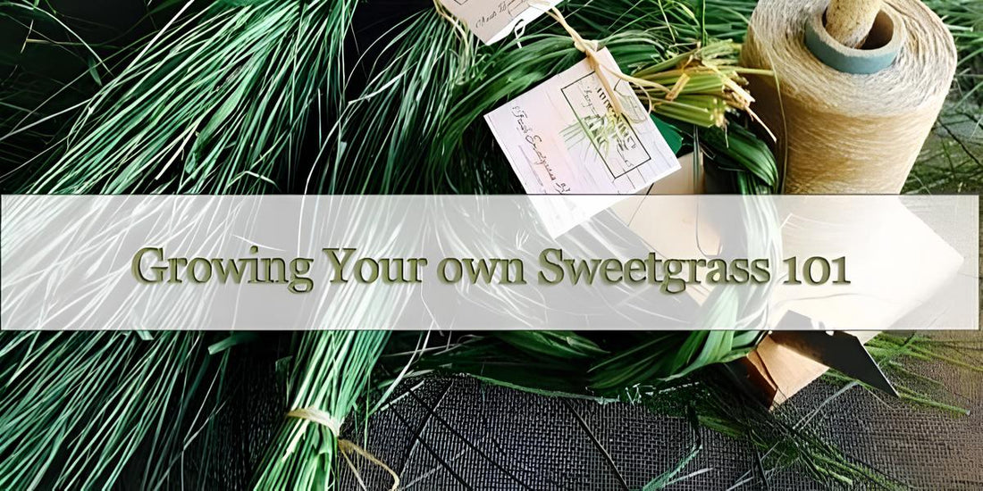 Grow Your Own Sweetgrass