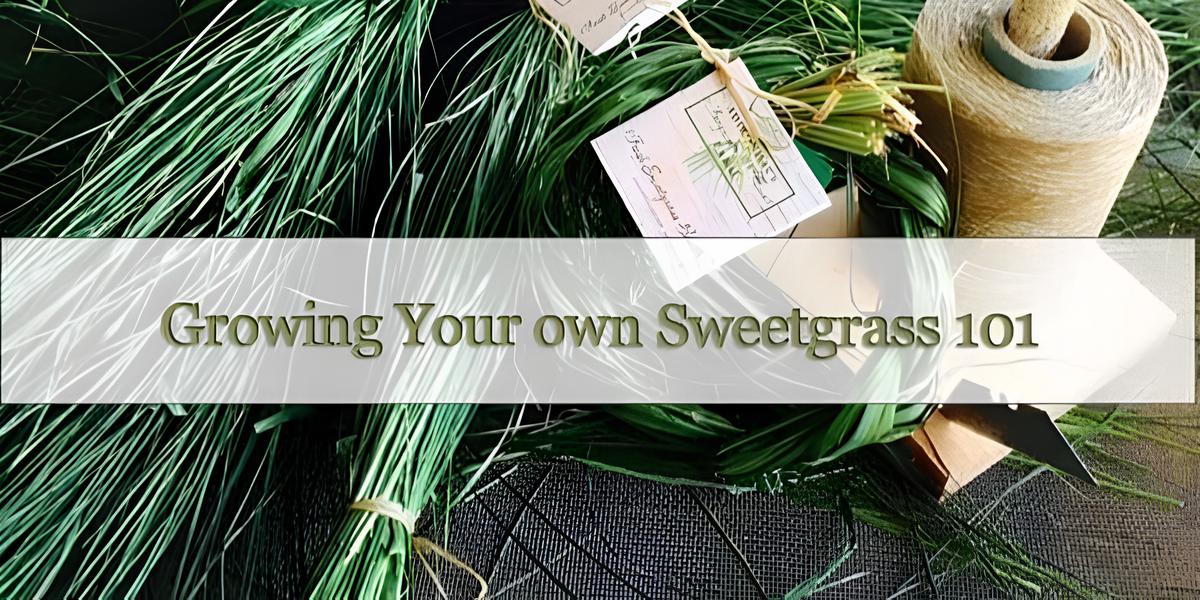 Grow Your Own Sweetgrass