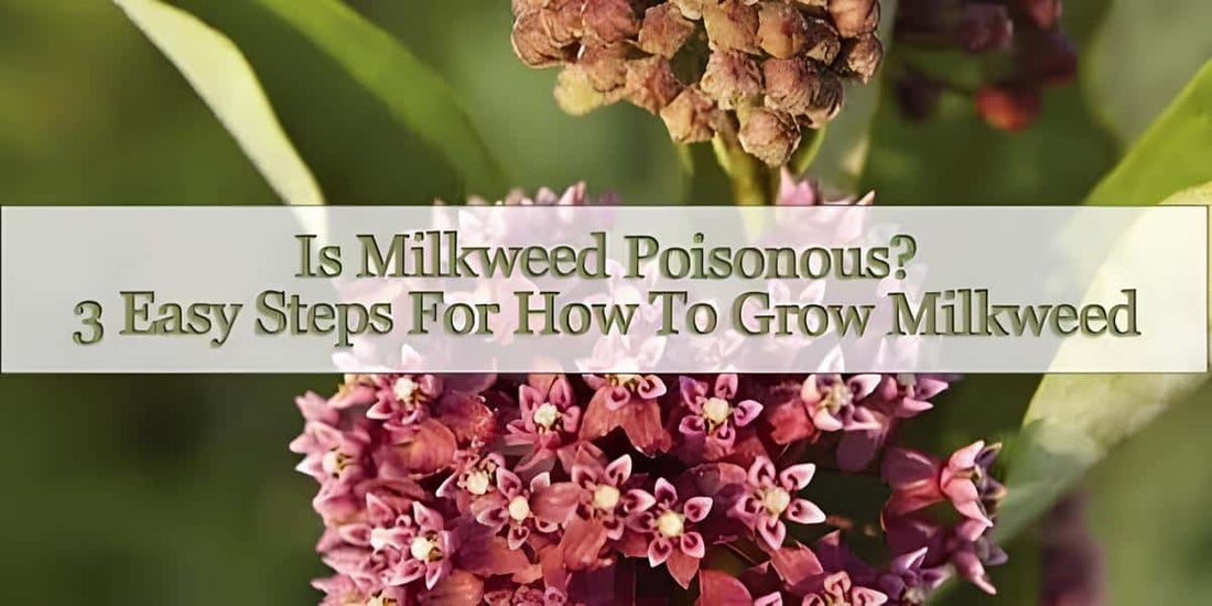 Milkweed Flower Scent
