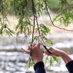 Women Collecting Scents material